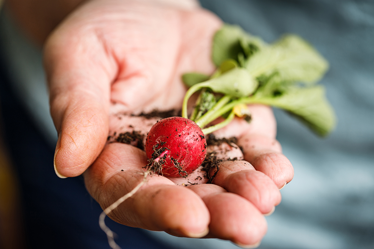 Stockfoto - Weibliche Hand hält Radieschen